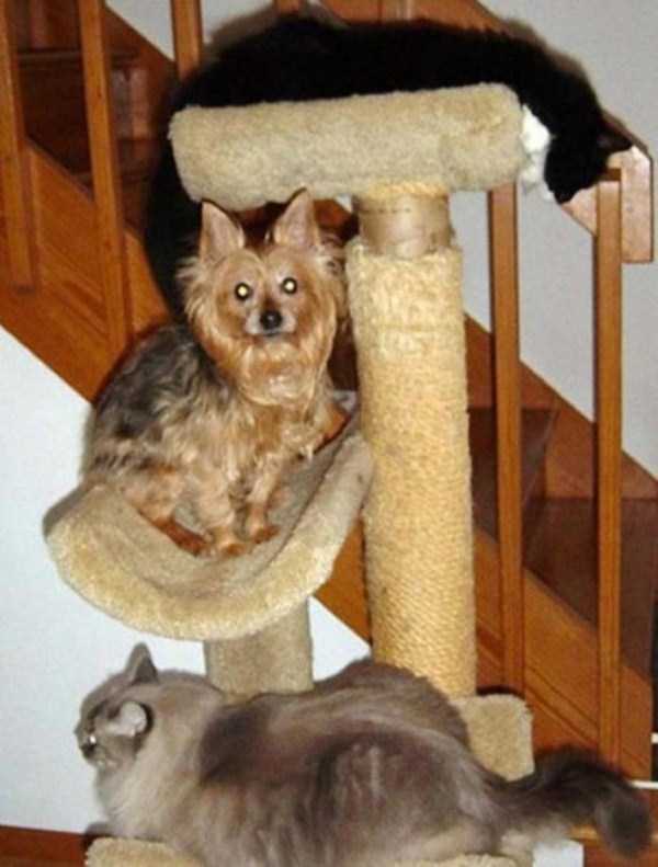 犬と猫って仲良し？それとも？な画像を貼るトピ