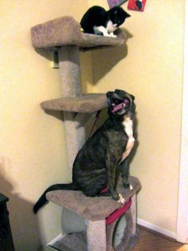 犬と猫って仲良し？それとも？な画像を貼るトピ