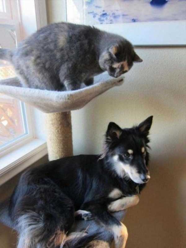 犬と猫って仲良し？それとも？な画像を貼るトピ