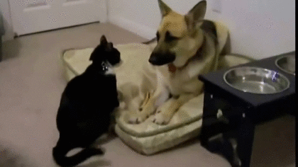 犬と猫って仲良し？それとも？な画像を貼るトピ