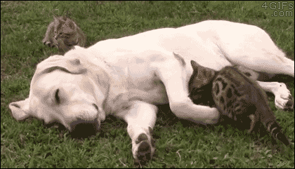 犬と猫って仲良し？それとも？な画像を貼るトピ