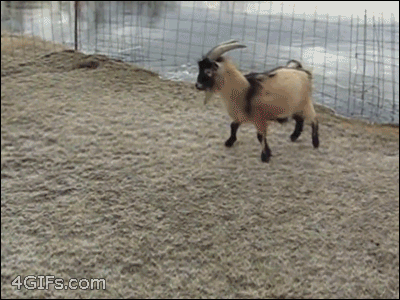動物のGIF画像が集まるトピ