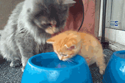 動物のGIF画像が集まるトピ