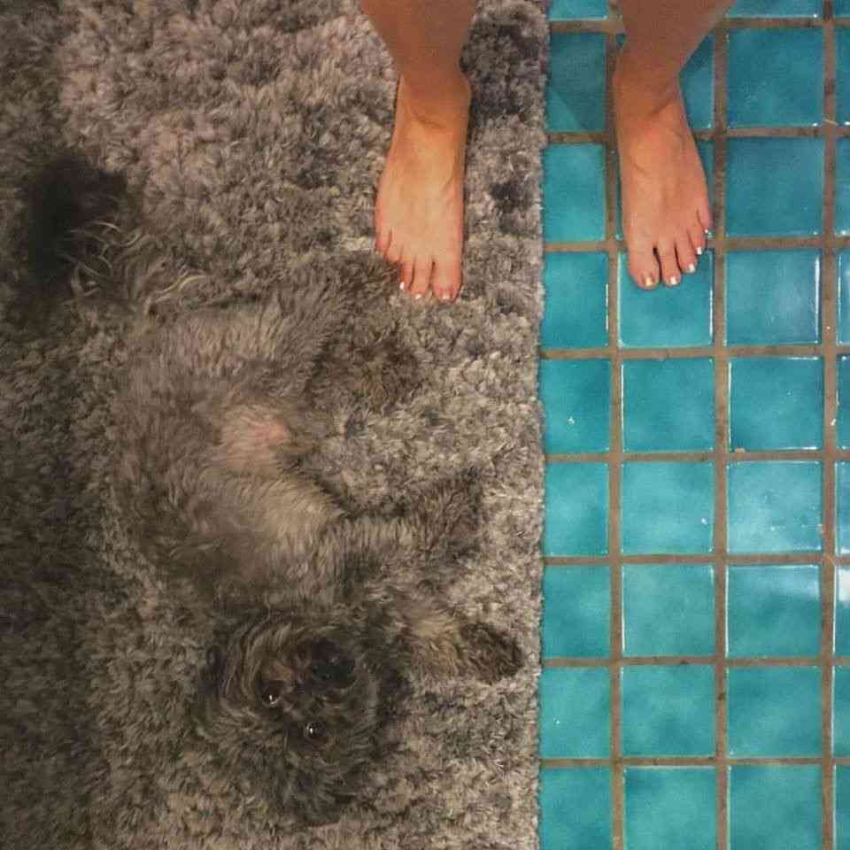 【画像】動物が隠れている画像を下さい