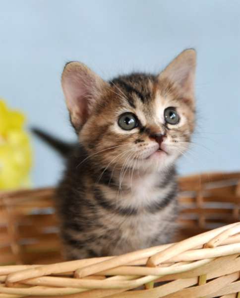 犬とネコ、飼うならどっち?