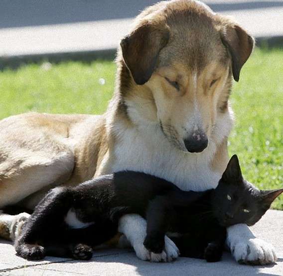 犬と猫って仲良し？それとも？な画像を貼るトピ