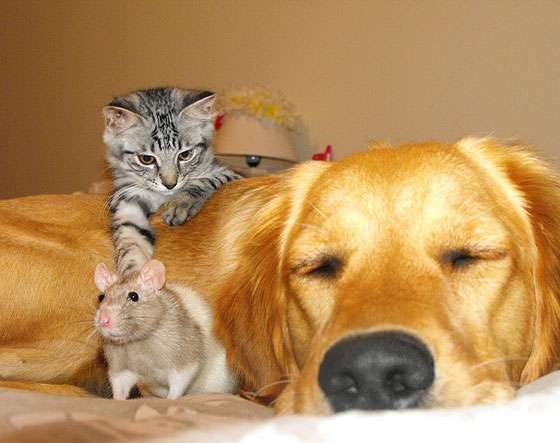 犬と猫って仲良し？それとも？な画像を貼るトピ