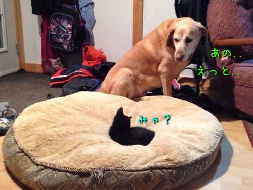 犬と猫って仲良し？それとも？な画像を貼るトピ