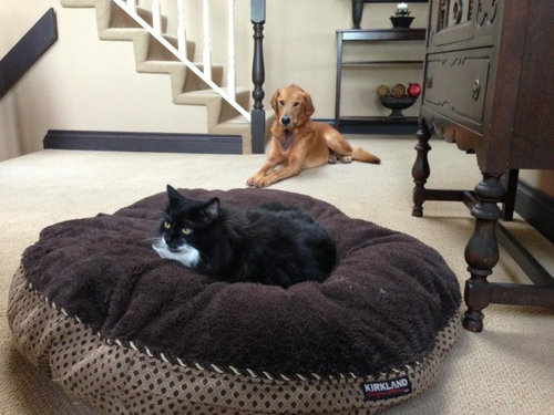 犬と猫って仲良し？それとも？な画像を貼るトピ