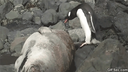 動物のGIF画像が集まるトピ