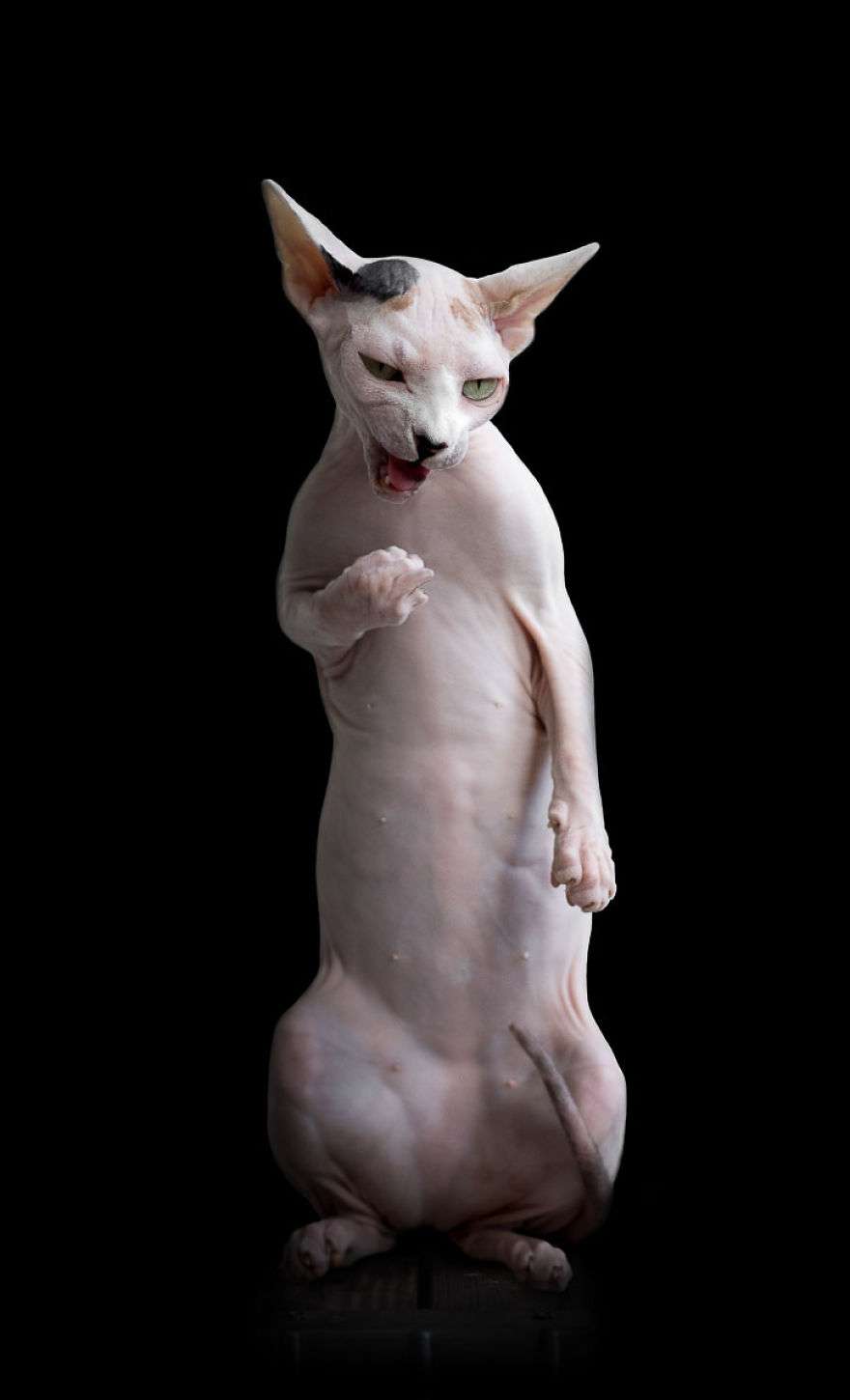 賢そうに見える動物の画像トピ