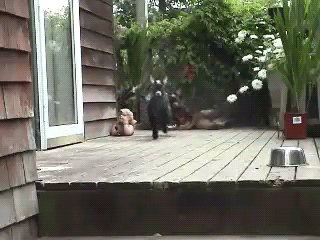 動物のGIF画像が集まるトピ
