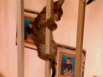 動物のGIF画像が集まるトピ