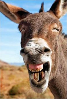 賢そうに見える動物の画像トピ