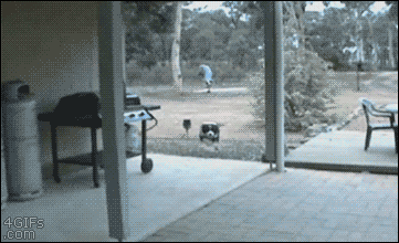 犬と猫って仲良し？それとも？な画像を貼るトピ