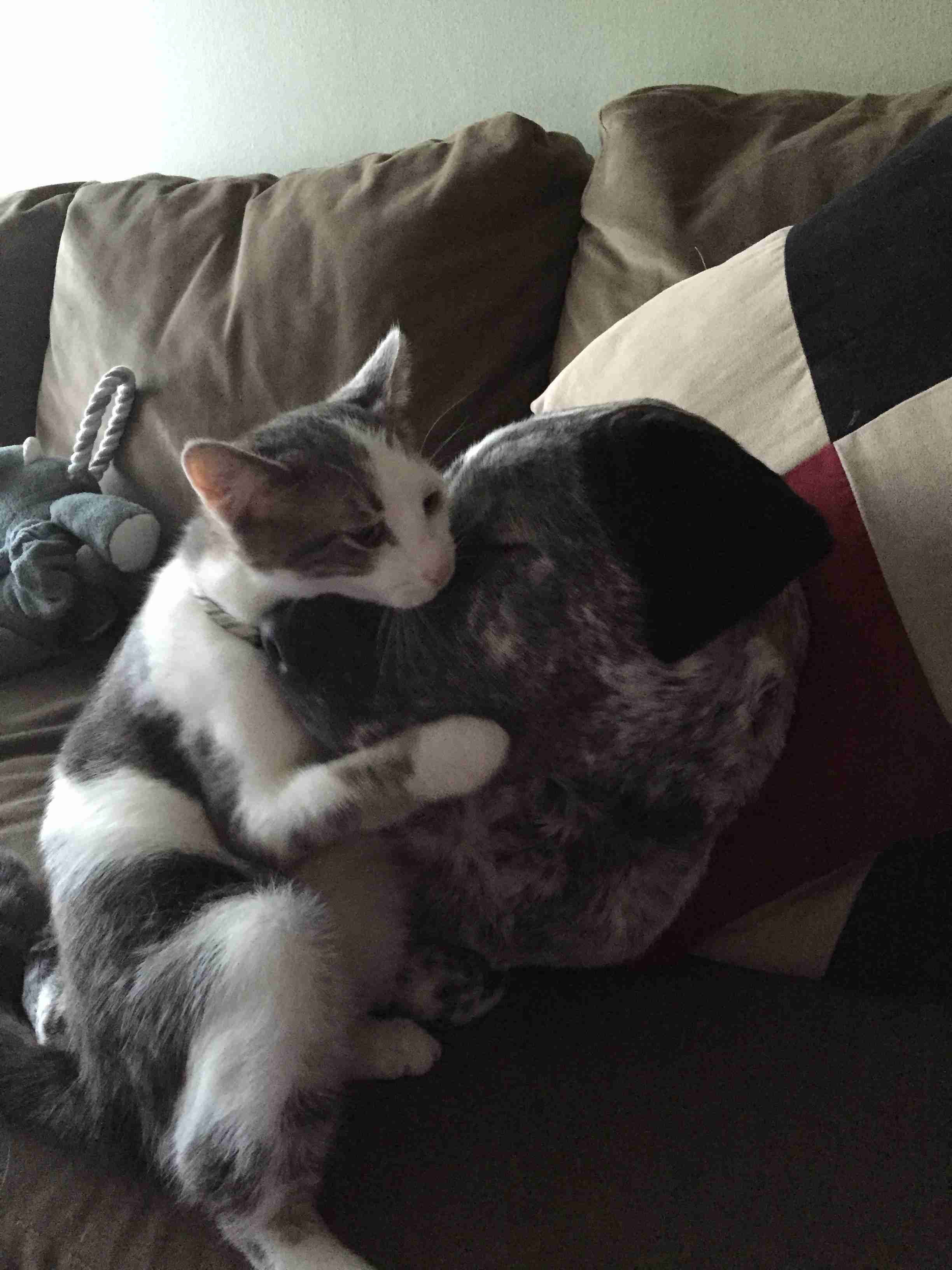 犬と猫って仲良し？それとも？な画像を貼るトピ