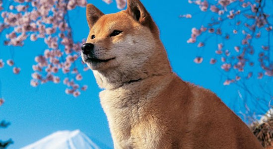 賢そうに見える動物の画像トピ
