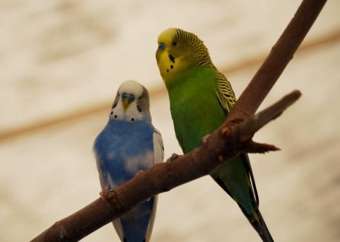 懐く、おしゃべり！手乗りセキセイインコの飼い方・育て方・注意点｜2ページ目 - Latte