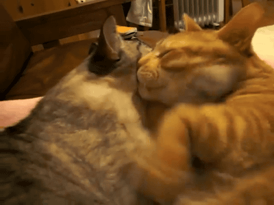 動物のGIF画像が集まるトピ