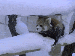 動物のGIF画像が集まるトピ