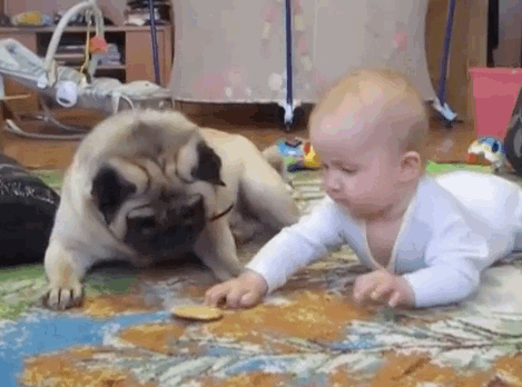 動物のGIF画像が集まるトピ