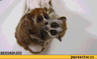 動物のGIF画像が集まるトピ