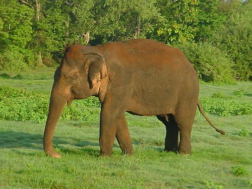 自分を動物で表すと？