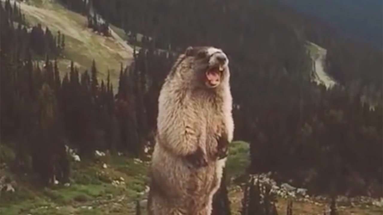 The screaming marmot - YouTube