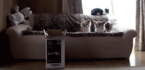 犬と猫って仲良し？それとも？な画像を貼るトピ