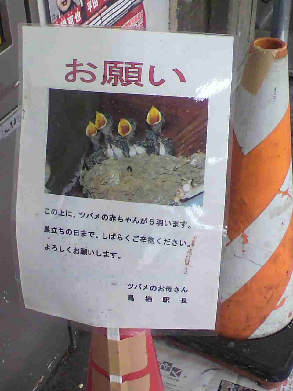 スズメ、ツバメ等の、巣づくりエピソード☆