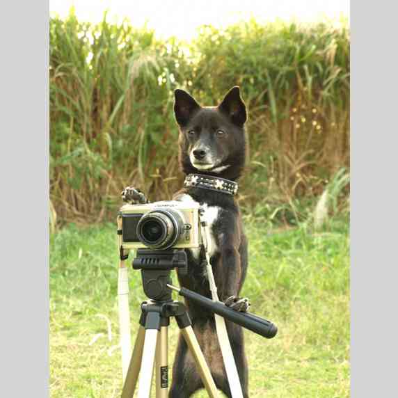 賢そうに見える動物の画像トピ