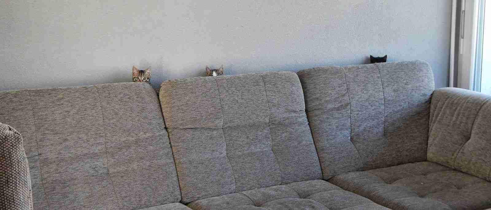 【画像】動物が隠れている画像を下さい