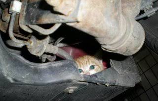 【炎上】ホンダの新車を買ったらワッフルが入っていた。店長は「動物が入れたんです」と認めない