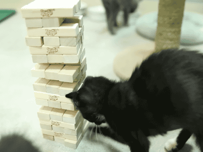 動物のGIF画像が集まるトピ