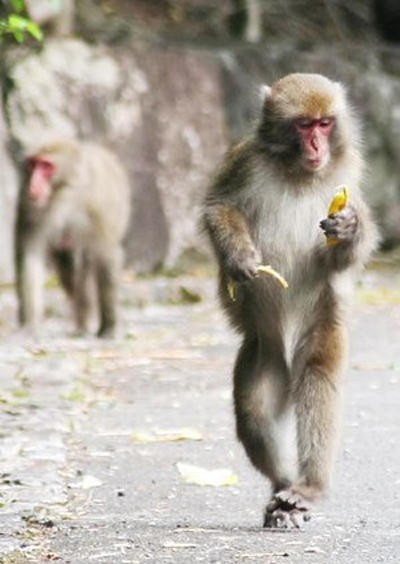 賢そうに見える動物の画像トピ