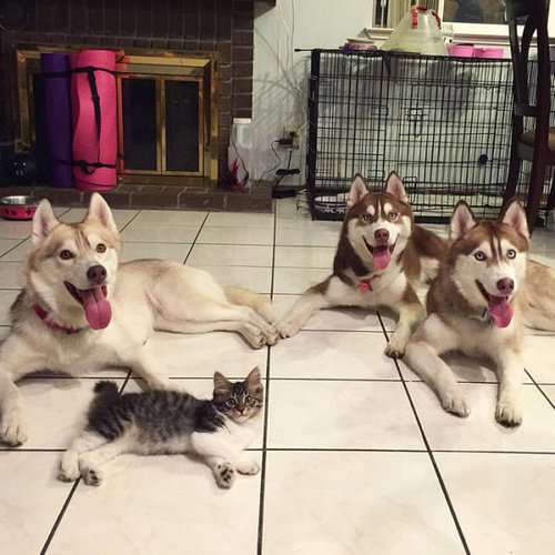 犬と猫って仲良し？それとも？な画像を貼るトピ