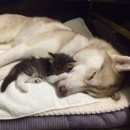犬と猫って仲良し？それとも？な画像を貼るトピ