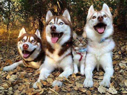 犬と猫って仲良し？それとも？な画像を貼るトピ
