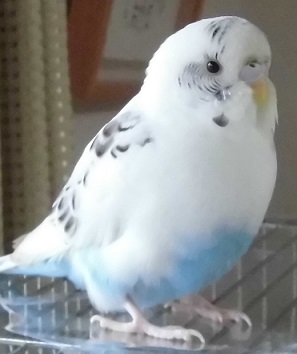 セキセイインコ飼ってる方！