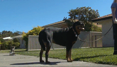 犬と猫って仲良し？それとも？な画像を貼るトピ