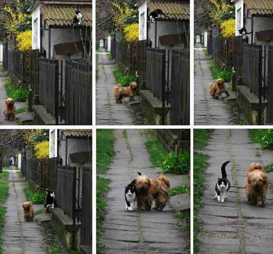 犬と猫って仲良し？それとも？な画像を貼るトピ