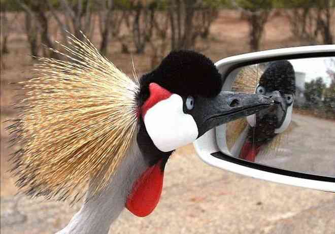 賢そうに見える動物の画像トピ