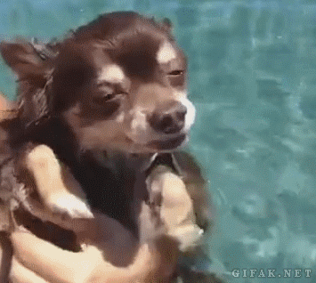動物のGIF画像が集まるトピ