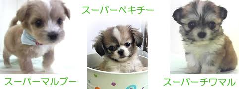 雑種犬の魅力