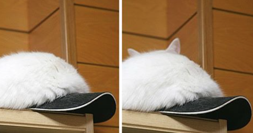 【画像】動物が隠れている画像を下さい
