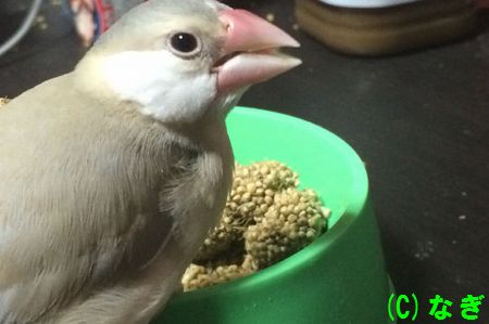   危険！インコが食べてはいけない危険な食べ物まとめ