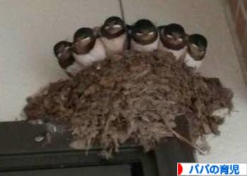 スズメ、ツバメ等の、巣づくりエピソード☆