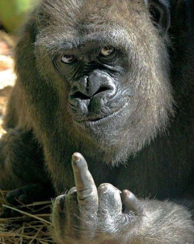 賢そうに見える動物の画像トピ