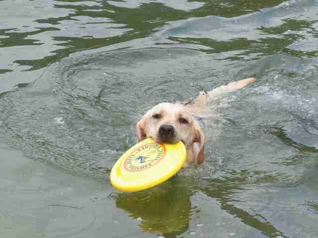 犬とネコ、飼うならどっち?