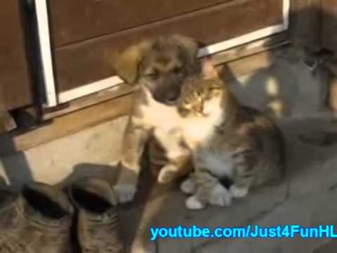 Kitten And Puppy Fall Asleep Together - YouTube
